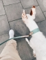 Mobile Preview: Zweifarbiges Biothane Halsband am Hund in Salbeigrün